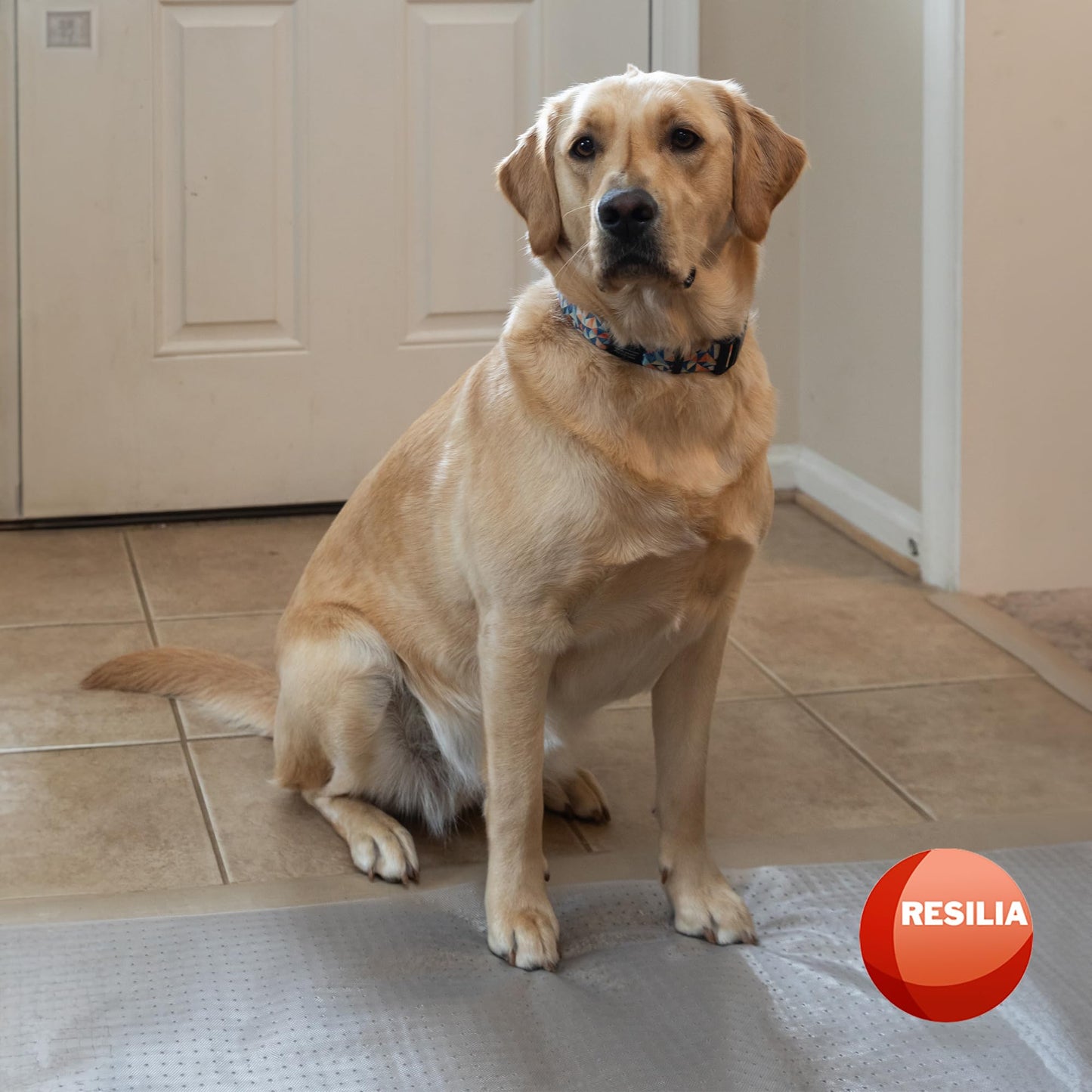 HugsandTails Pet Carpet Protector - Doorway Damage Deterrent and Scratch-Stopper for Cats, Dogs, and Pets, Heavy-Duty PVC Runner, Cut to Fit, Clear, 15 Inches x 48 Inches, Made in The USA